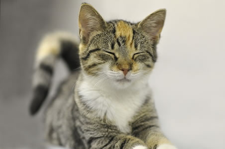 cat